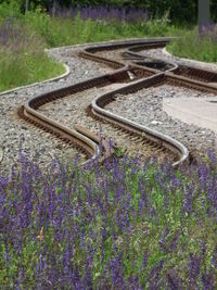 Close-up of plants