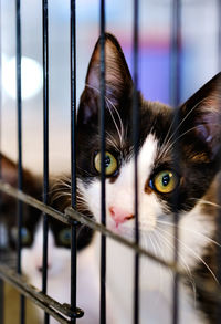 Close-up portrait of a cat