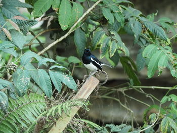 Close-up of bird perching on branch