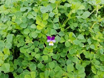 High angle view of purple flowering plants