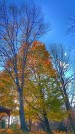 Low angle view of bare trees against sky