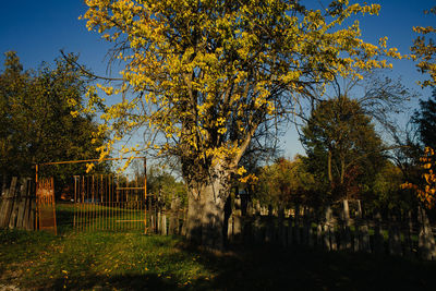 Trees in park during autumn