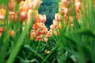 Close-up of flowering plant on field