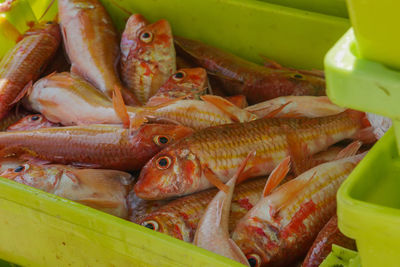 High angle view of fish for sale at market stall