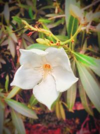 Close-up of white flowers