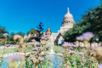 Butterfly on purple flowers in park against church