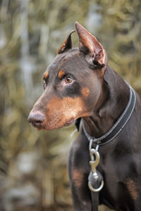 Close-up of a dog looking away