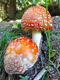 Close-up of mushroom growing in forest