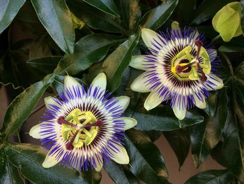 High angle view of purple flowers blooming outdoors