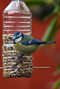 Close-up of bird perching on feeder
