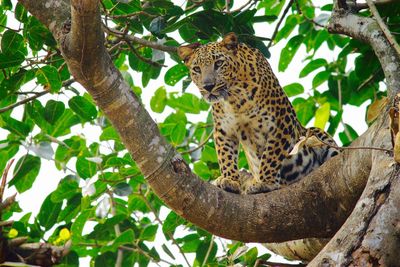 Low angle view of a cat on tree