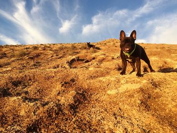 Portrait of dog on landscape