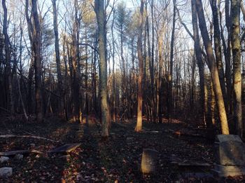 Trees in forest