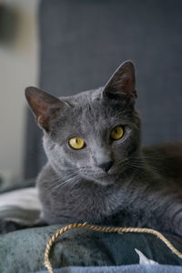 Close-up portrait of a cat