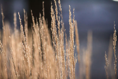 Close-up of wheat growing on field