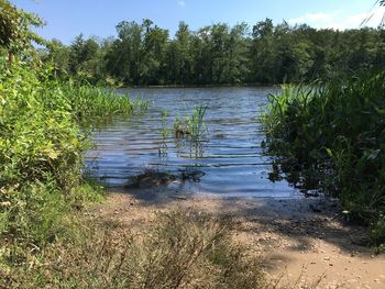 Scenic view of lake against trees