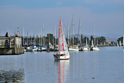 Sailboats moored in harbor