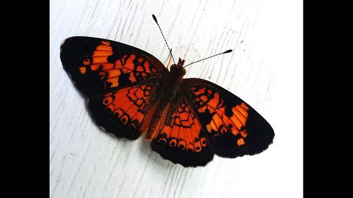 Close-up of butterfly
