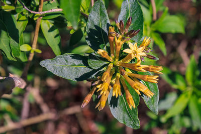 Close-up of yellow flowering plant