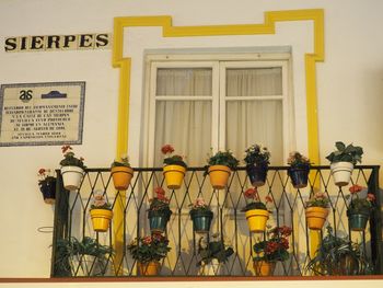 Low angle view of potted plants against building