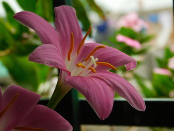 Close-up of pink lily