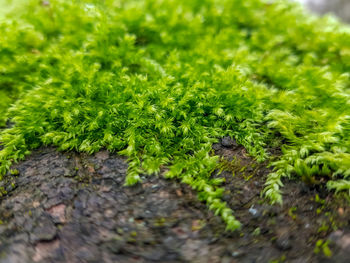 Close-up of fresh green plants