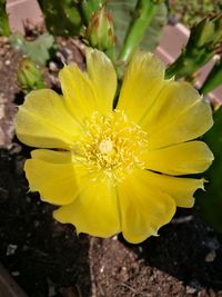 Close-up of yellow flower