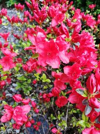 Close-up of pink flowers blooming outdoors