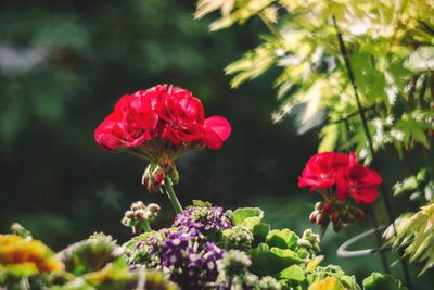 Close-up of flowers against blurred background