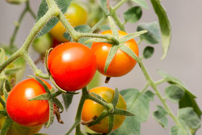 Close-up of tomatoes growing