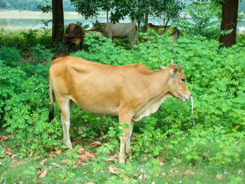 Cow standing in a field