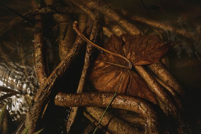 Close-up of dry leaves on plant