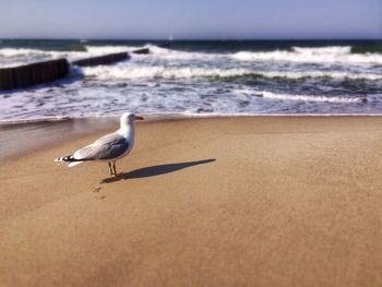 Seagull flying over sea