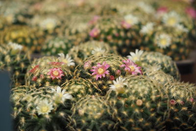 Close-up of flowering plants
