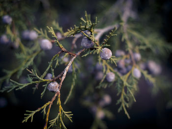 Close-up of fruit growing on tree