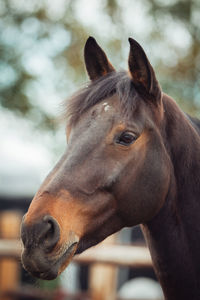 Close-up of a horse