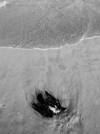 High angle view of crab on beach