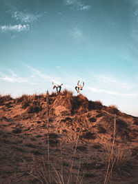 View of horse on field against sky