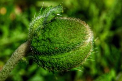 Close-up of fresh green plant