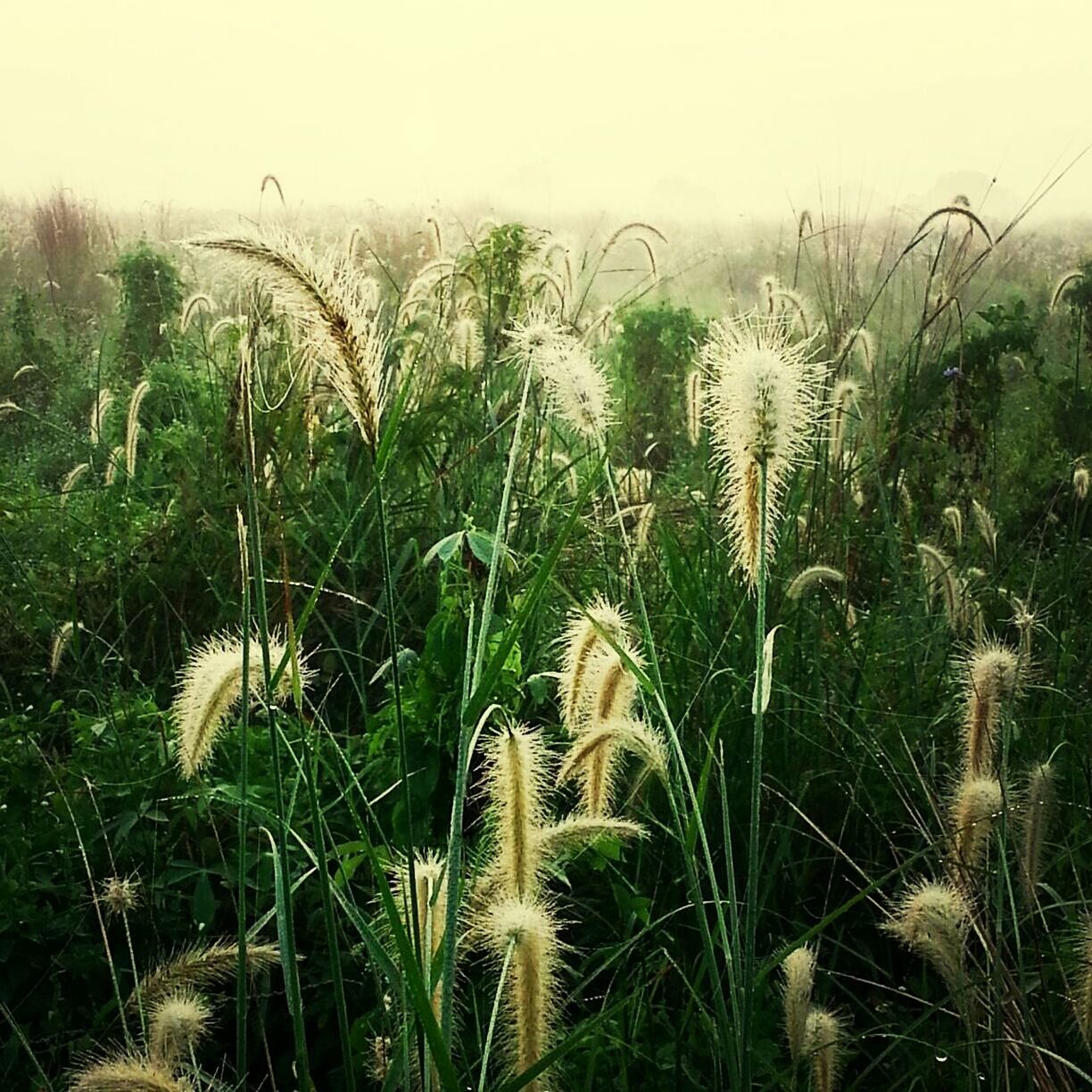 growth, plant, field, nature, tranquility, beauty in nature, growing, grass, clear sky, tranquil scene, tree, sky, scenics, green color, day, agriculture, outdoors, rural scene, freshness, no people