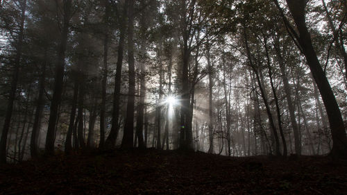 Trees in forest