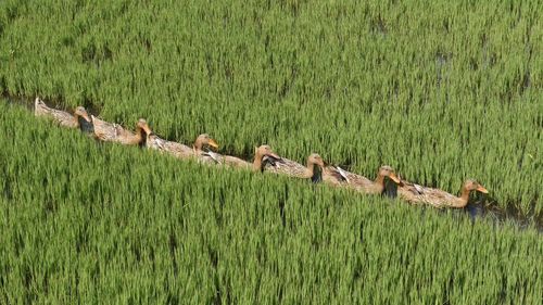 High angle view of female mallard ducks in field