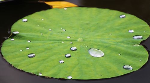 Water drops on leaf