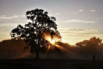 Sunlight streaming through silhouette tree on field during sunset