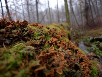 Close-up of tree in forest