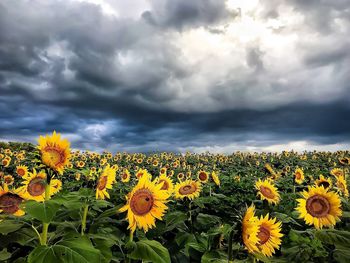 Scenic view of sunflower field against cloudy sky