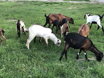 Horses grazing in a field