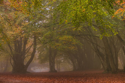 Trees in forest during autumn