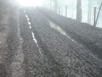 Road along trees