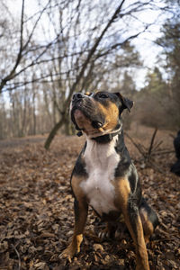 Dog sitting in a field